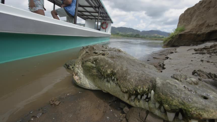 An alligator is near the shore