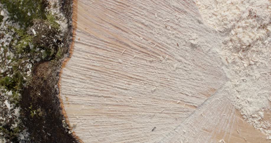 The tree stump of a tree cut down with a saw