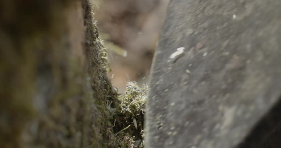 A close up view of tree being choped down