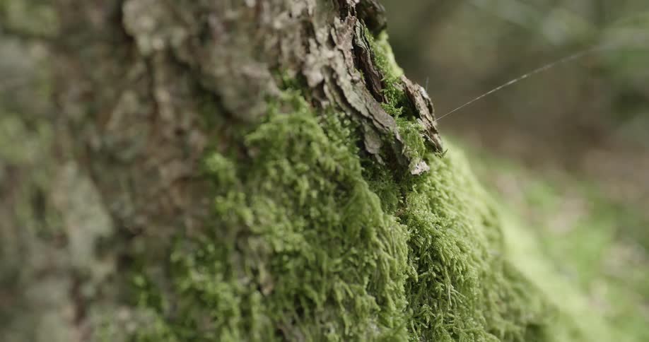 A close up footage of a tree trunk with a moss