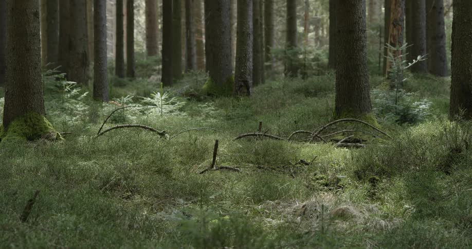 Trees are in the forest and its spring