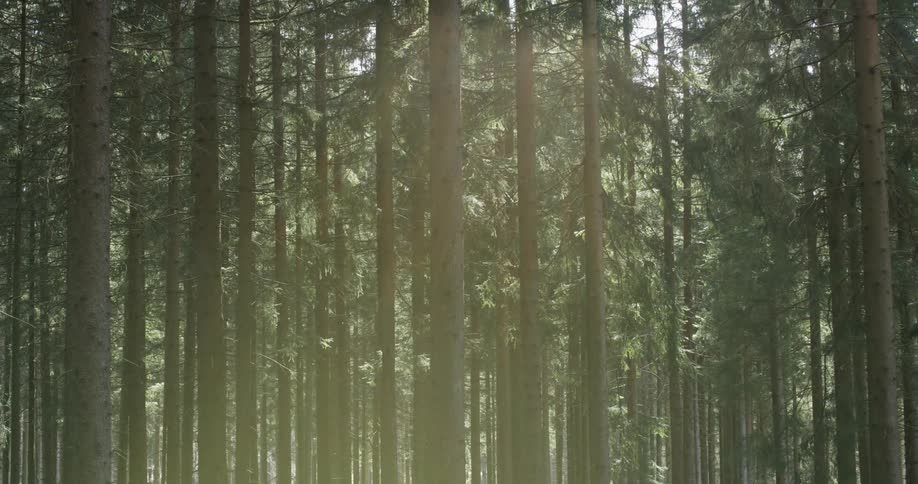 The trees are very tall and close together