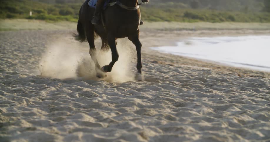 A horse running on the beach sand
