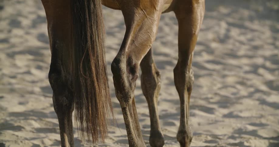 A horse stands still in the sand with its tail wagging