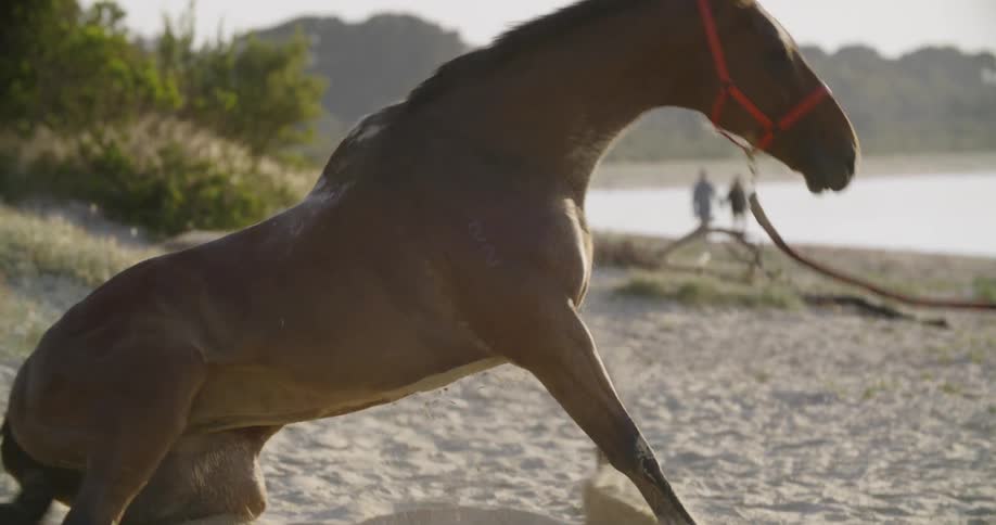 A horse wearing a bridle and on a lead rolls in the sand then stands and shakes off
