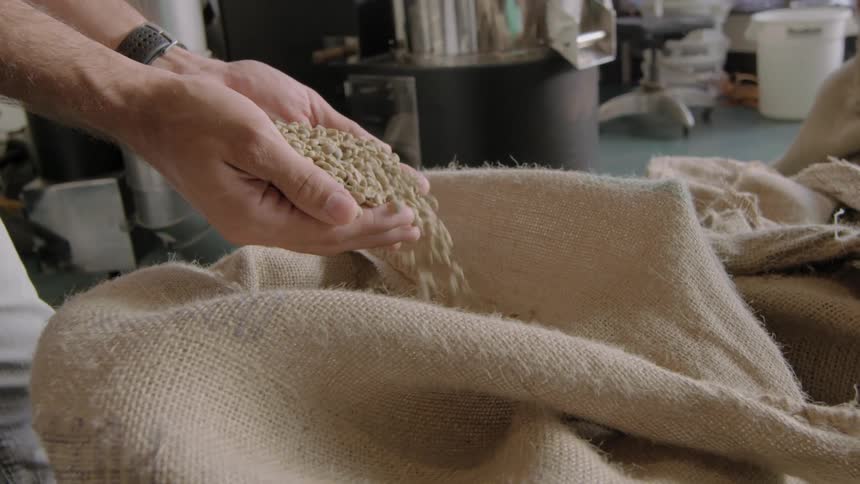 Someone lifting coffee beans from burlap bag and sifting through fingers