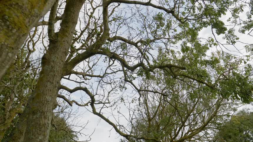 Several trees are silhouetted against a cloudy sky
