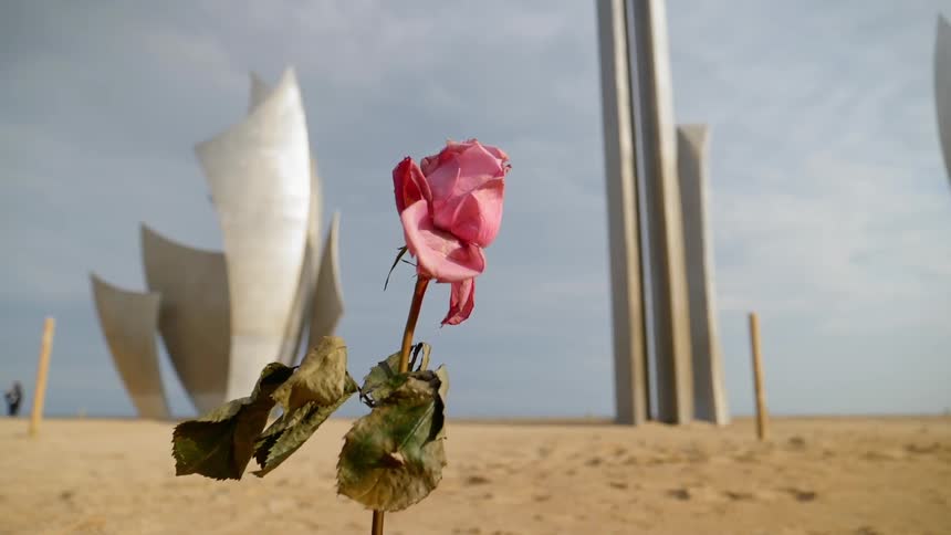 A dead rose petals standing near the beach