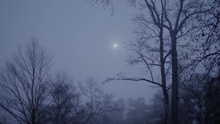 Trees with the sky and the moon in the background