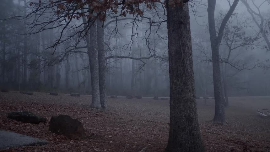 An eerie footage of a misty forest