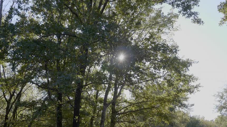 The sun glimmers as it shines through several tall trees