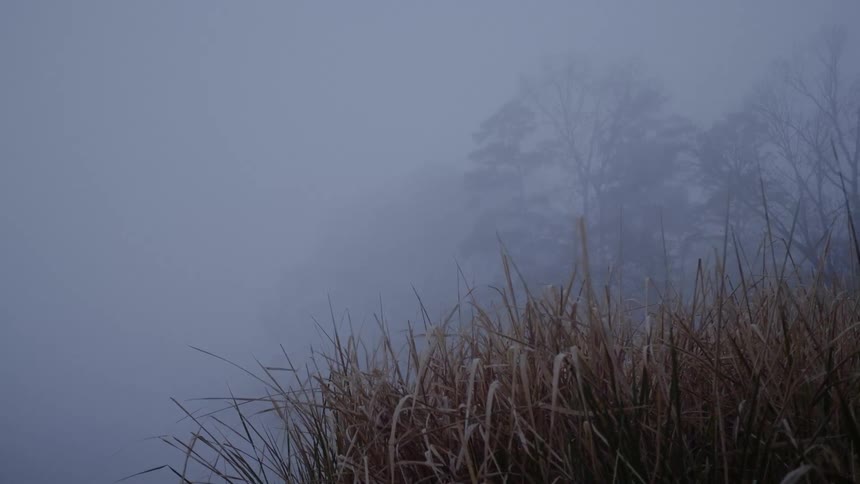 A scenery of a misty forest