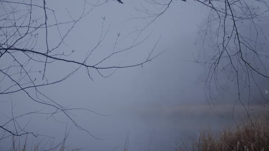 Dark clouds loom over a forest