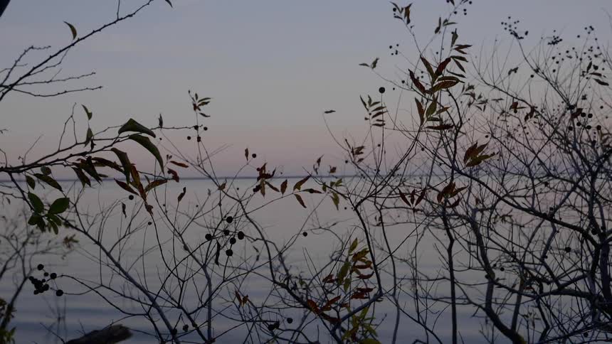 Lake shows through almost leafless trees