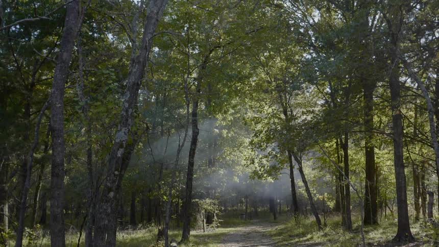 A dirt path through a sunny woodland
