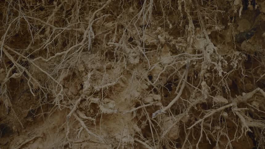 A close up view of soil is displayed