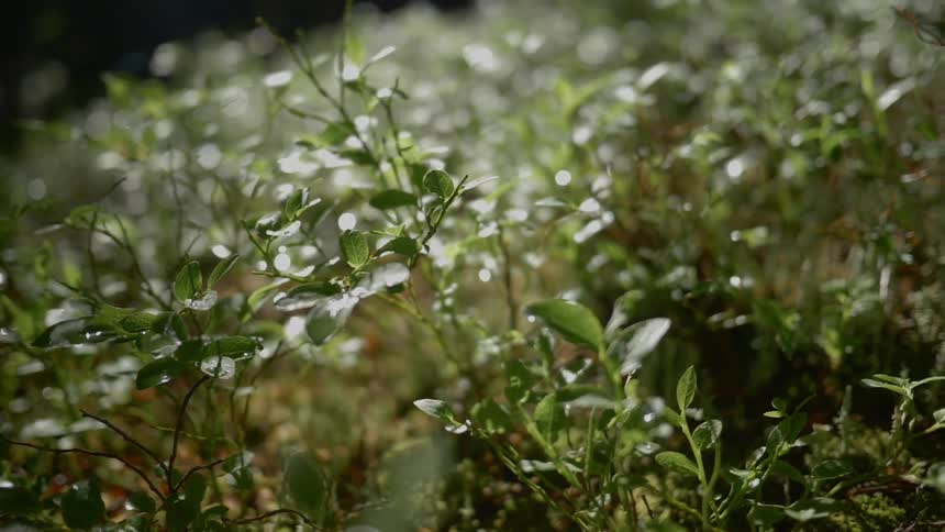 A footage of vegetation