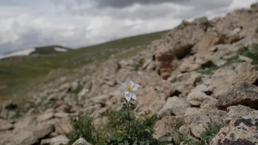 Wild flower growing on between the rocks on hillside