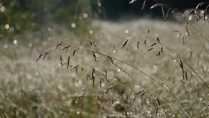 Long grass glistens from the morning dew