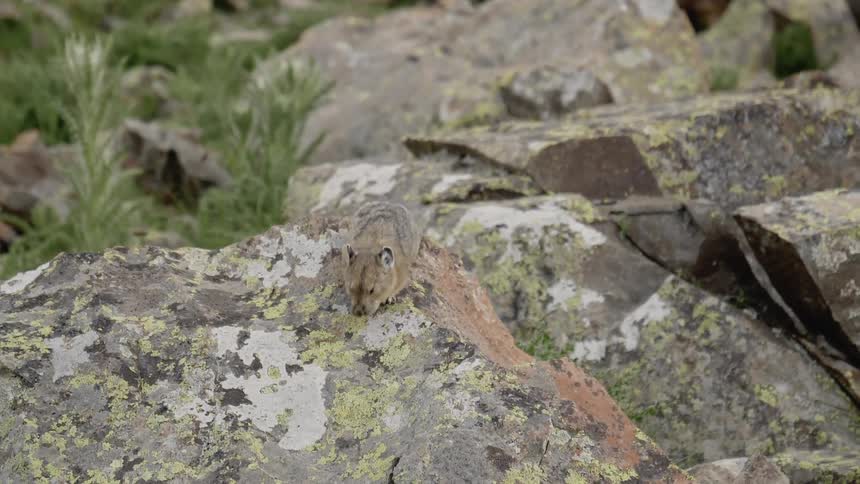 A squirrel running in a big rock on the wild