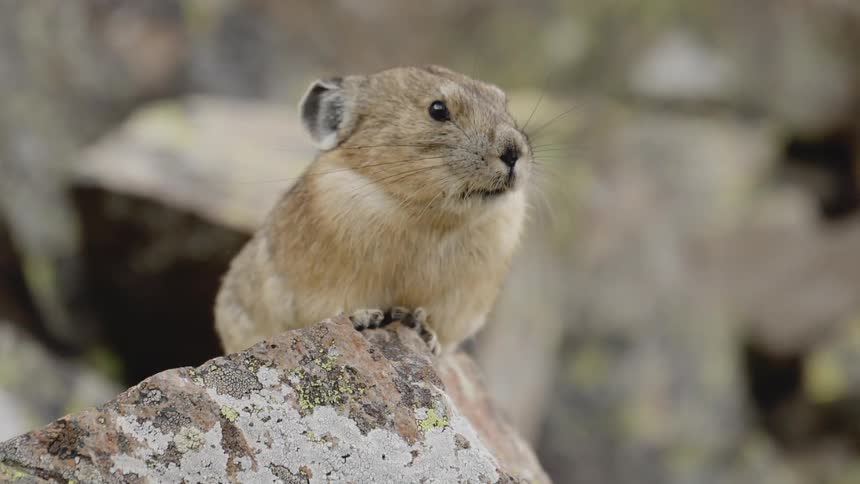 A close up view of a pika