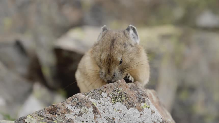 A pika rubbing its face while standing atop a rock