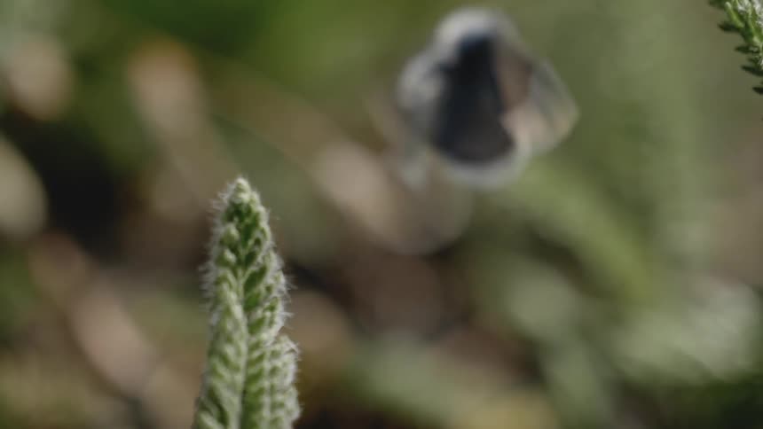 A butterfly flying from petals