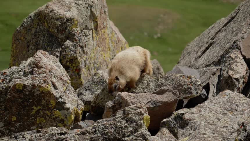 A furry animal walks over jagged rocks