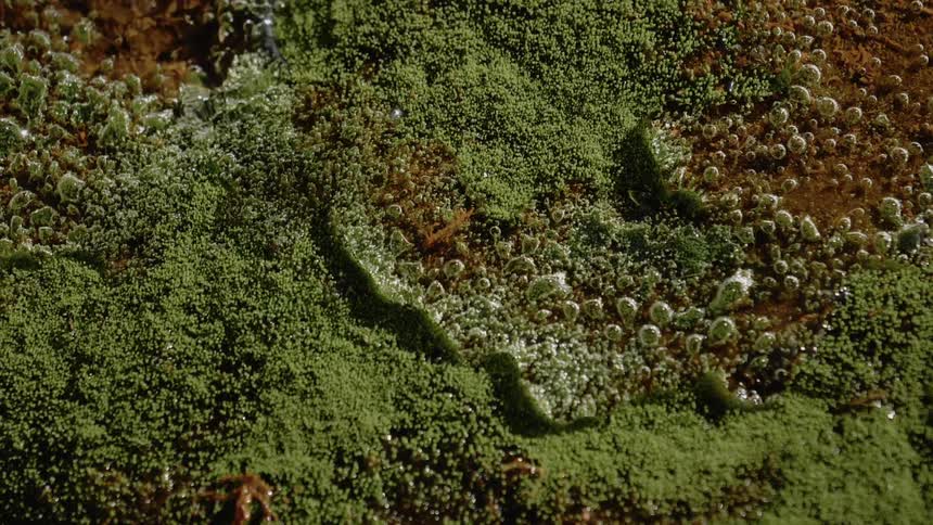 Algae blooming over rocks under a stream of clear water