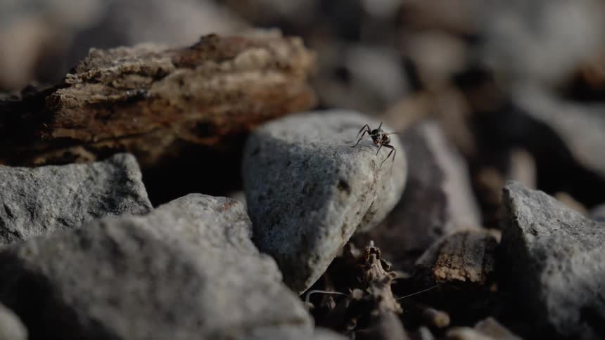 Black ant crawling on a rock outdoors