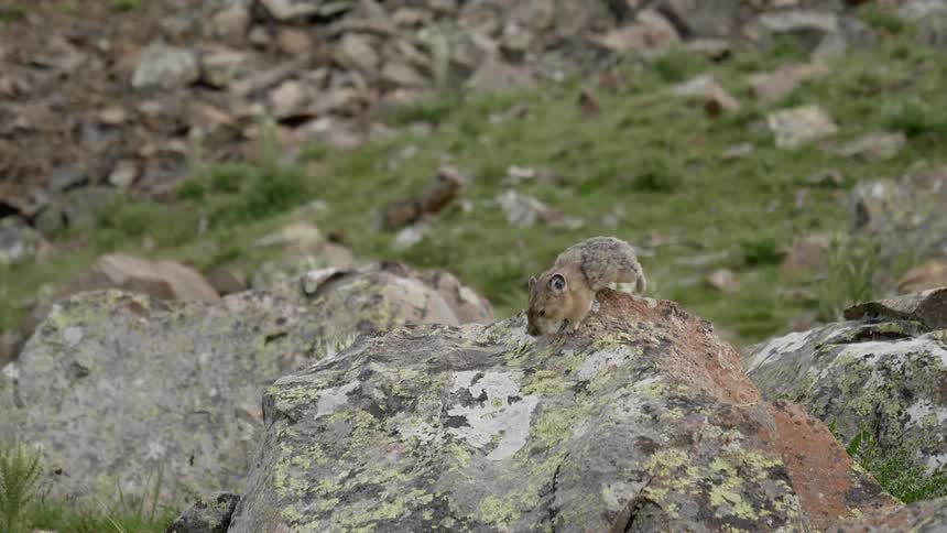 A pika climbs down a large boulder on a rocky hillside