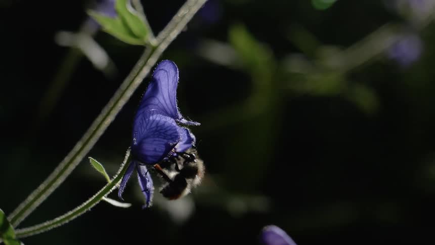 A bee backs out of a blue flower blossom and flies away