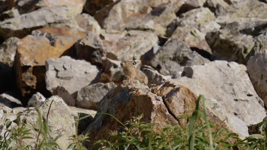 A footage of a rabbit in the wilderness