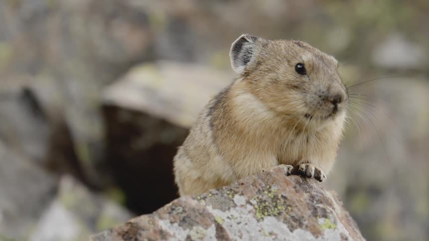 A pika portrait