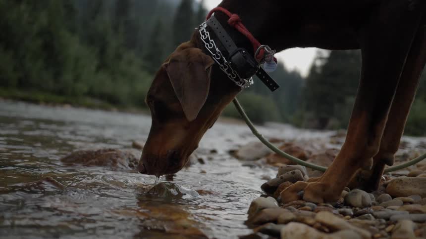 A dog takes a drink from a shallow river