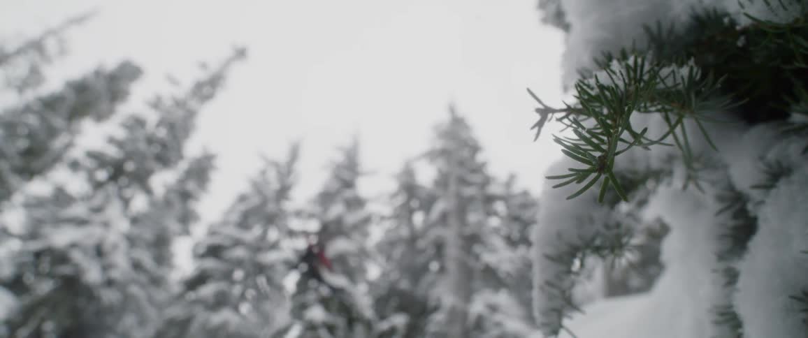 A scenery of forest at blizzard