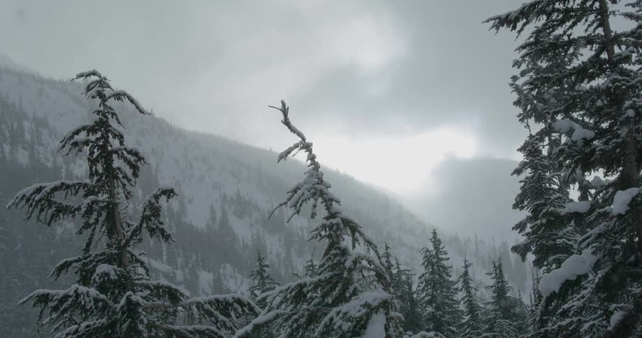 Snow falling over pine trees on the mountains at winter