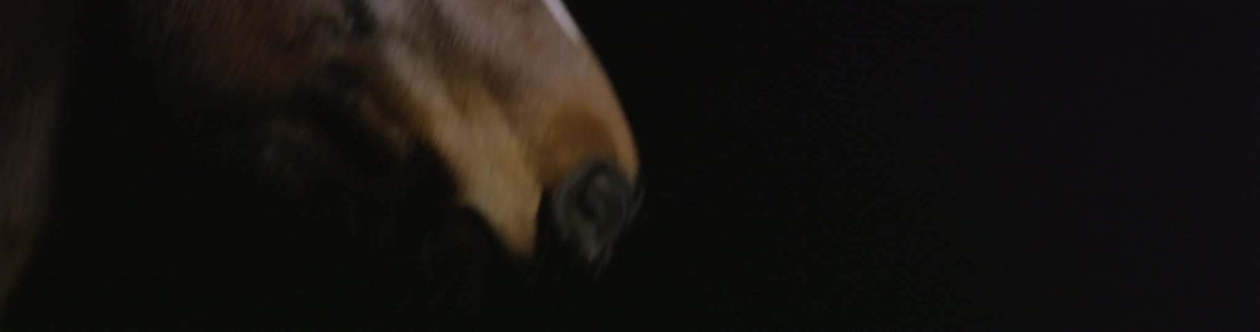 Close up of a horse's eye and head before the camera pulls back