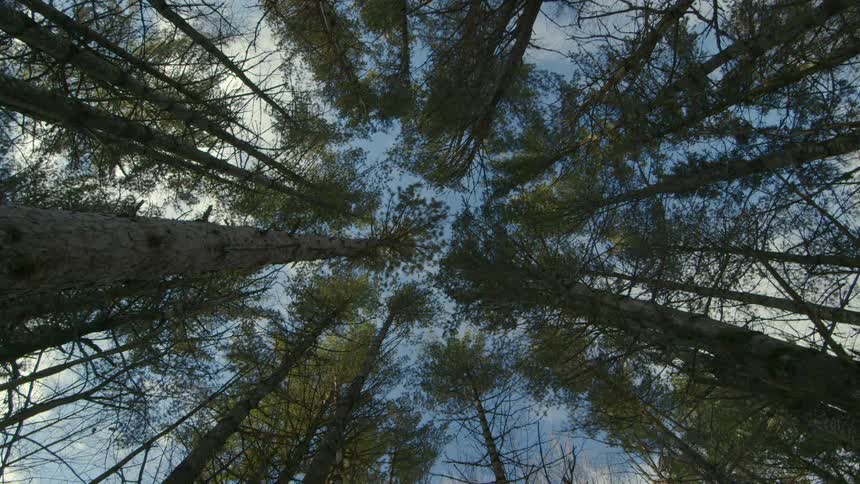 A partly cloudy sky through trees