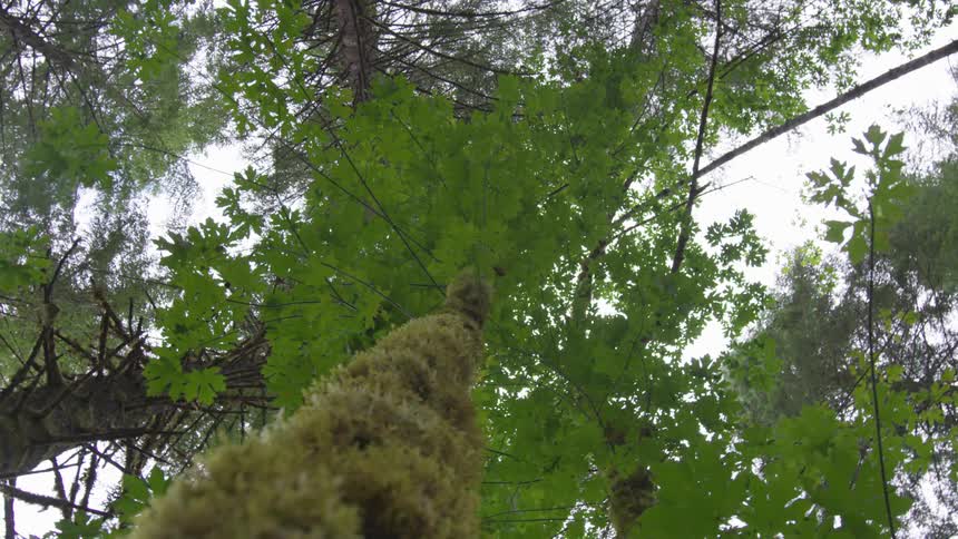 A worm eye view of a tree