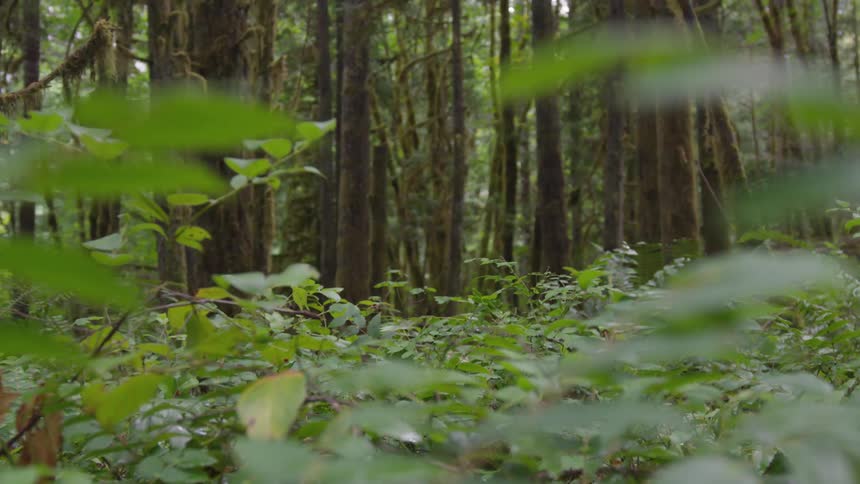 Thick stand of tall thin trees bordered by undergrowth