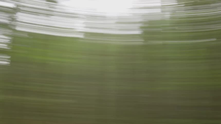 Trees go in and out of focus in the forest as the viewpoint spins