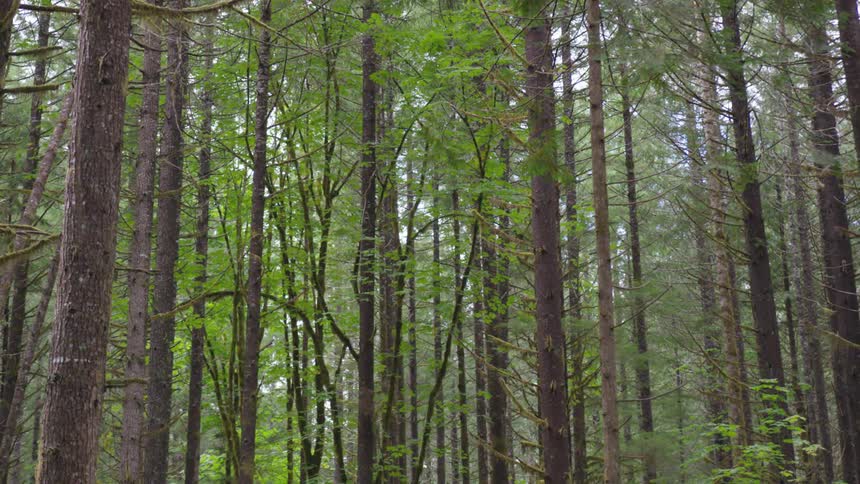 Forest of tall thin deciduous trees