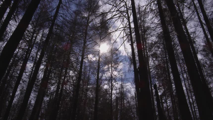 Sun stream through tall trees in the forest