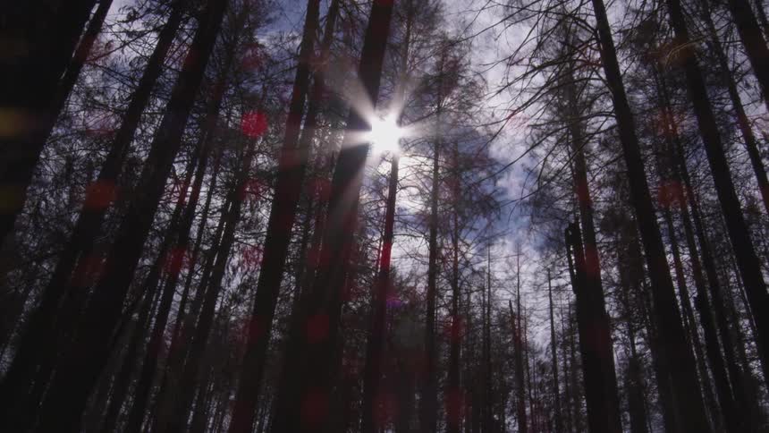 The sun is setting in the horizon above the forest