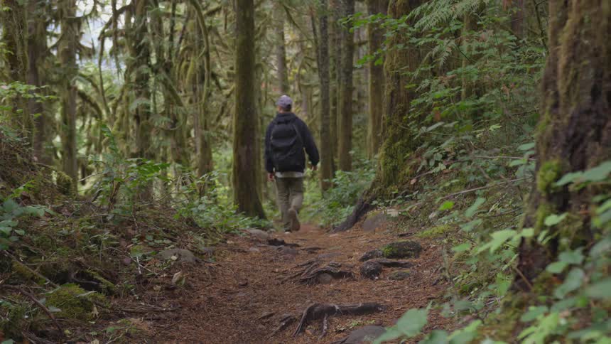 A man walking alone in the forest