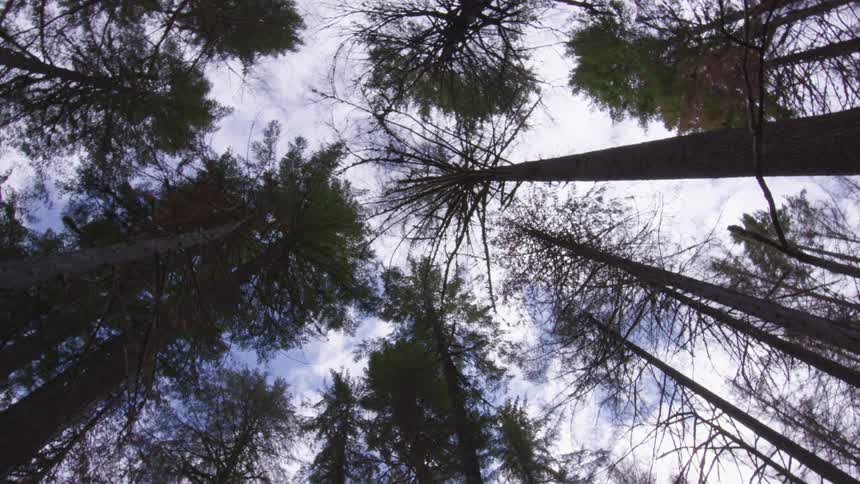 Clouds are above the trees