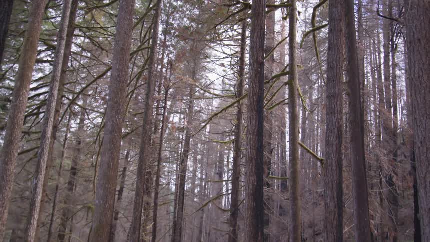 A forest with trees and the sky in the background