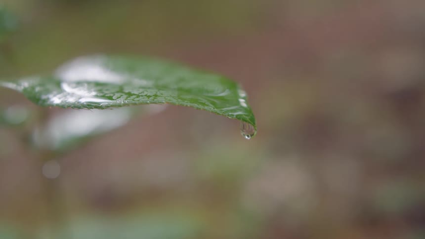 Water drops falling off of a leaf at daytime