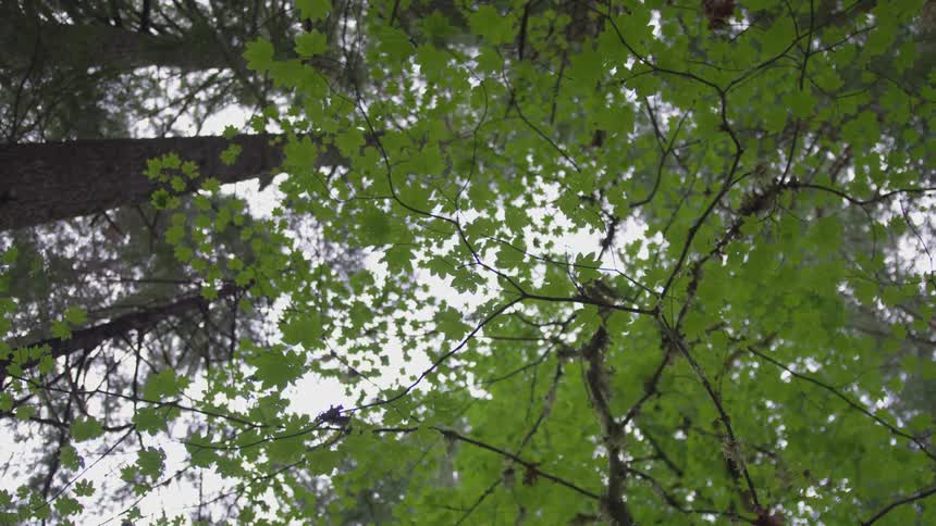 Trees stand tall covered with green leaves
